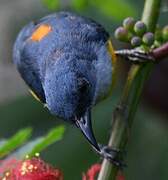 Orange-bellied Flowerpecker