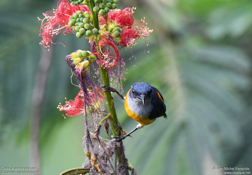 Orange-bellied Flowerpecker