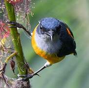 Orange-bellied Flowerpecker