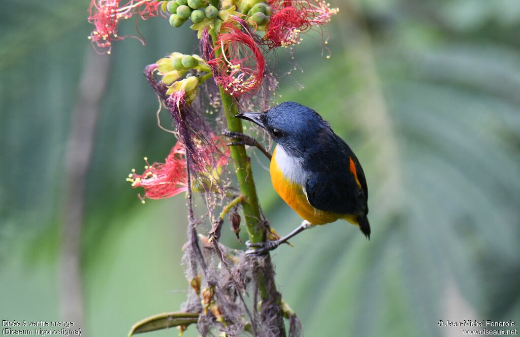 Orange-bellied Flowerpecker