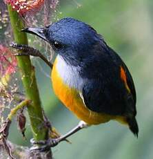 Dicée à ventre orange