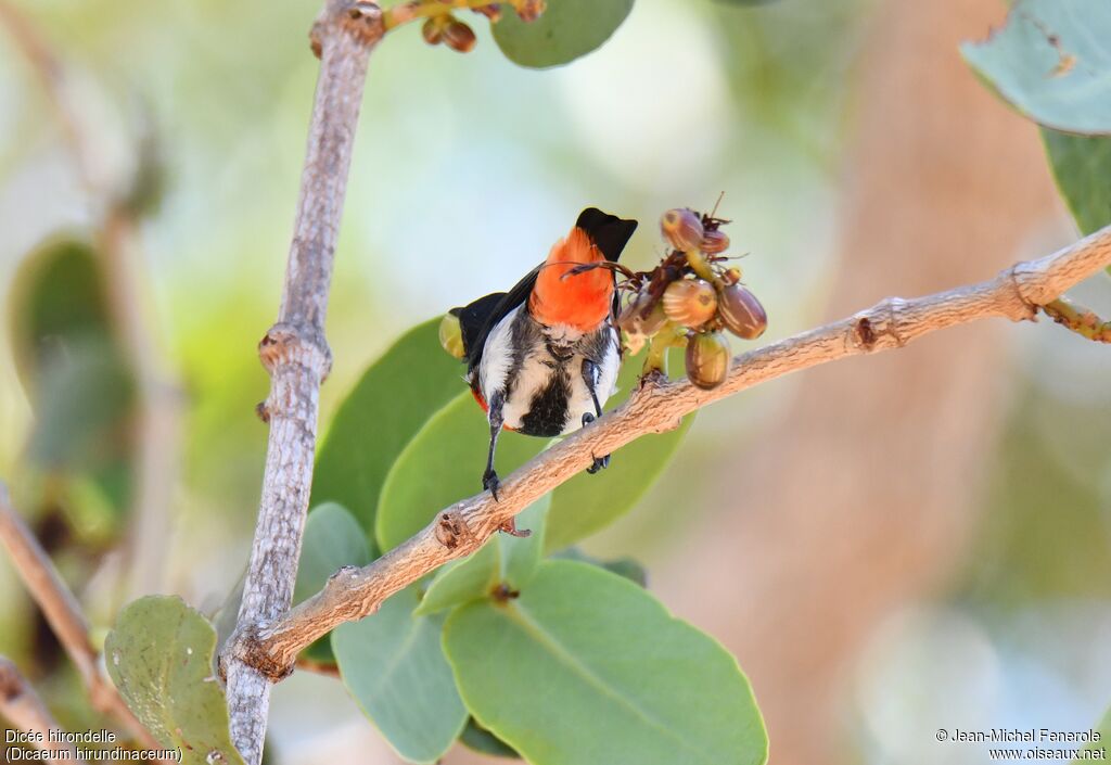 Mistletoebird