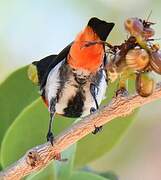 Mistletoebird