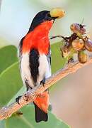 Mistletoebird