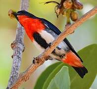 Mistletoebird