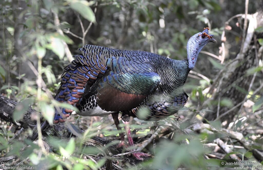 Ocellated Turkey