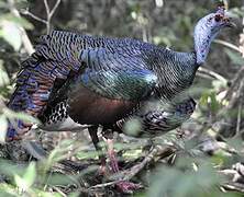 Ocellated Turkey