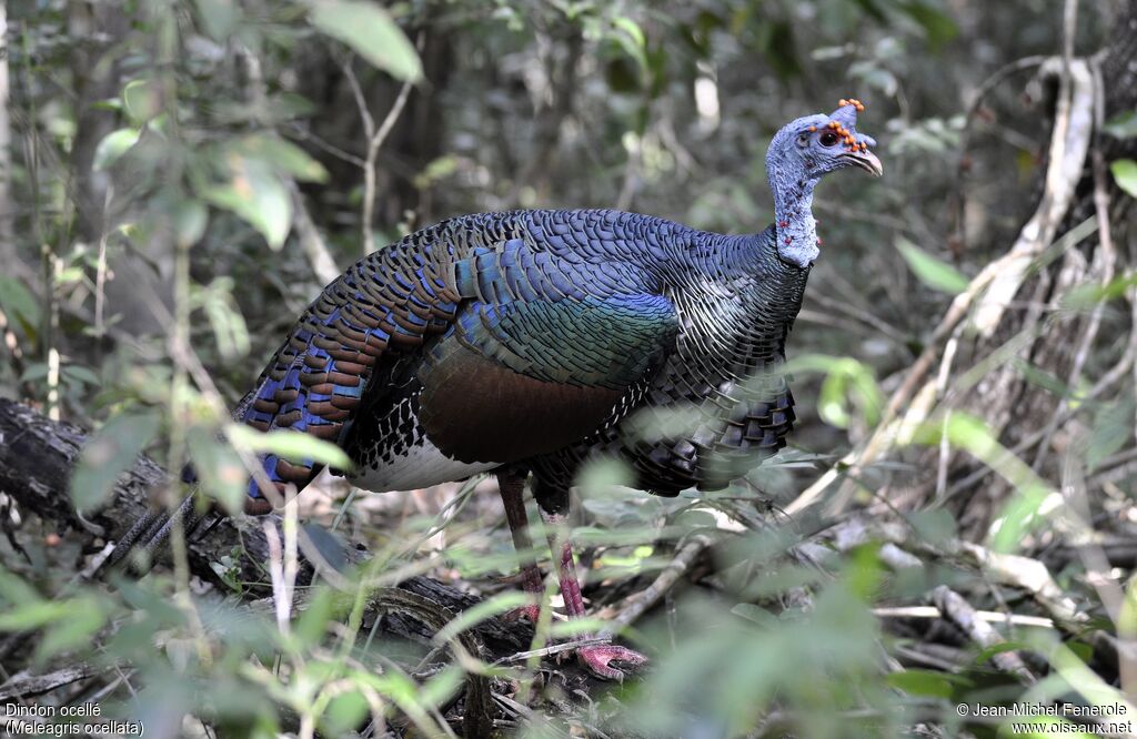 Ocellated Turkey