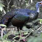 Dindon ocellé