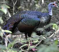 Ocellated Turkey