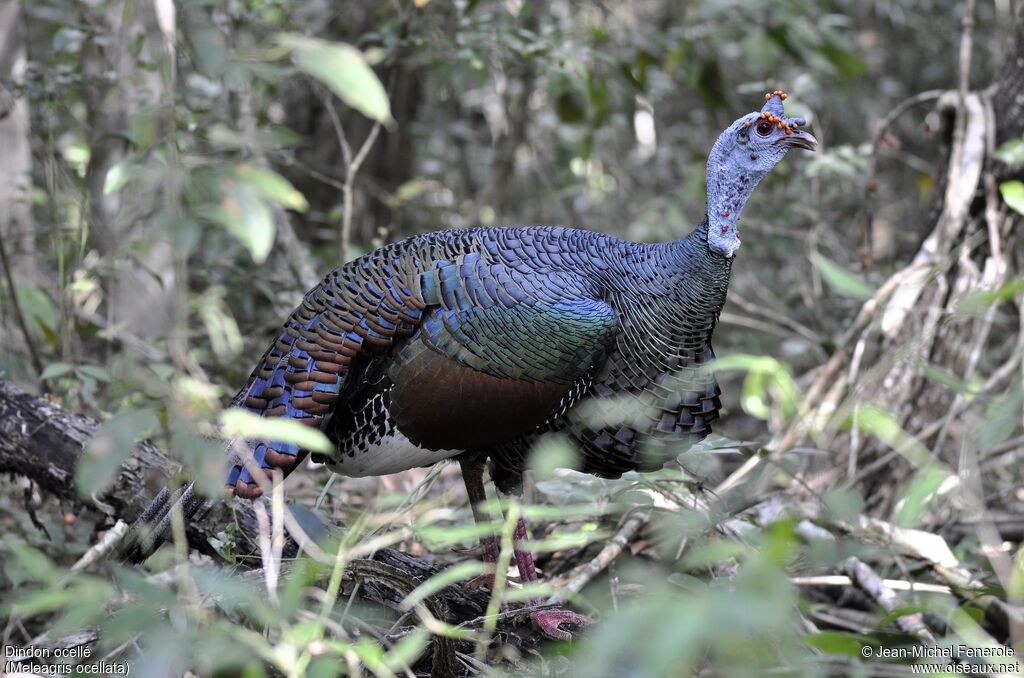 Ocellated Turkey