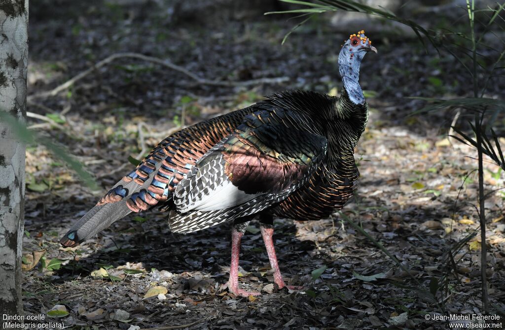 Ocellated Turkey