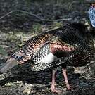 Dindon ocellé