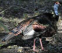 Ocellated Turkey