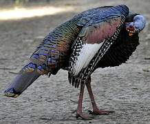 Ocellated Turkey