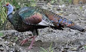 Ocellated Turkey