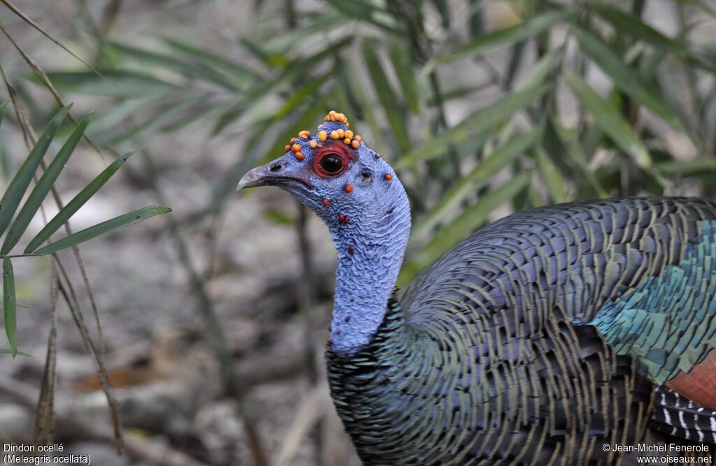 Ocellated Turkey