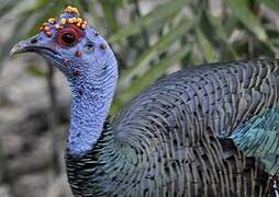 Ocellated Turkey