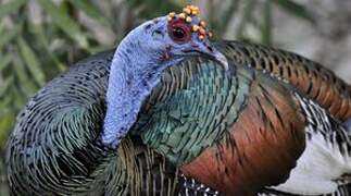 Ocellated Turkey