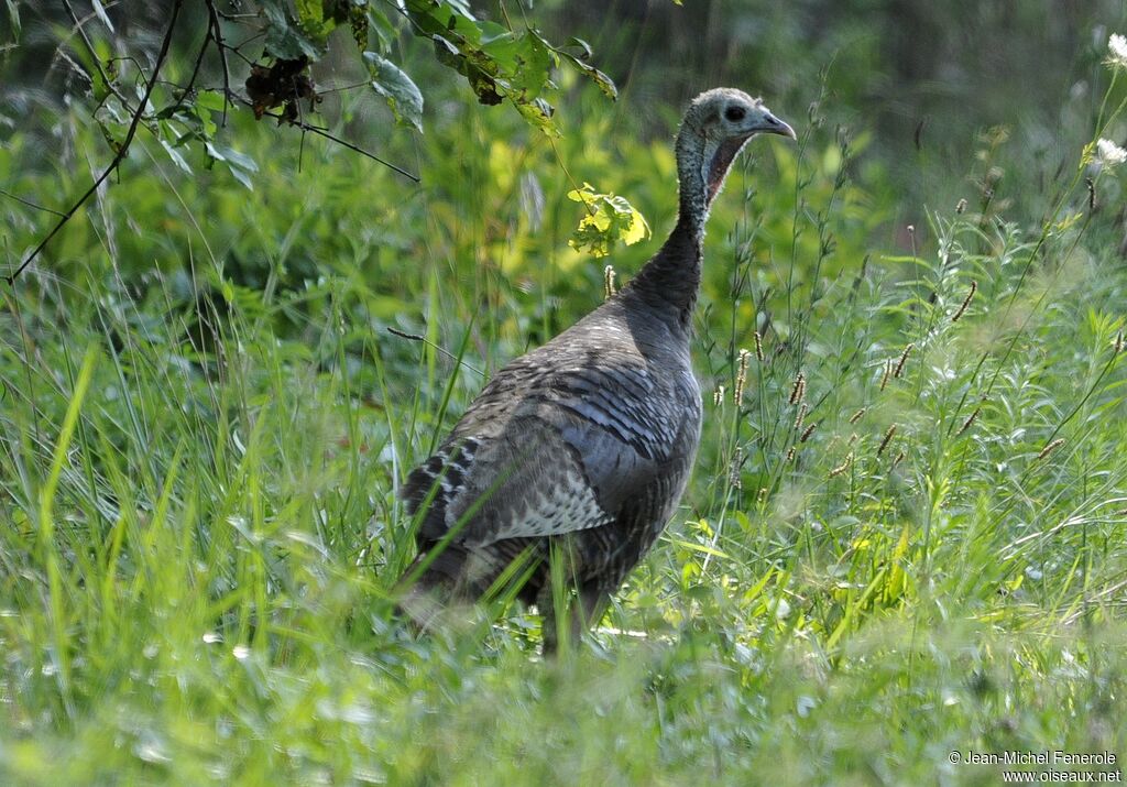 Wild Turkey