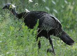 Wild Turkey