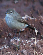 Spot-billed Ground Tyrant