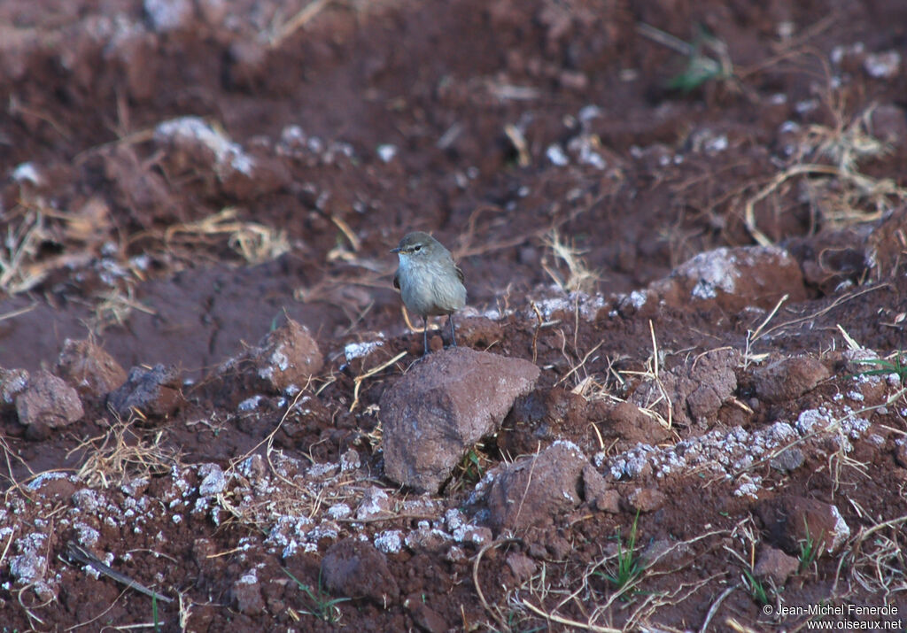 Spot-billed Ground Tyrant