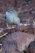 Spot-billed Ground Tyrant