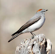 Rufous-naped Ground Tyrant