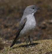 Rufous-naped Ground Tyrant