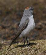 Rufous-naped Ground Tyrant