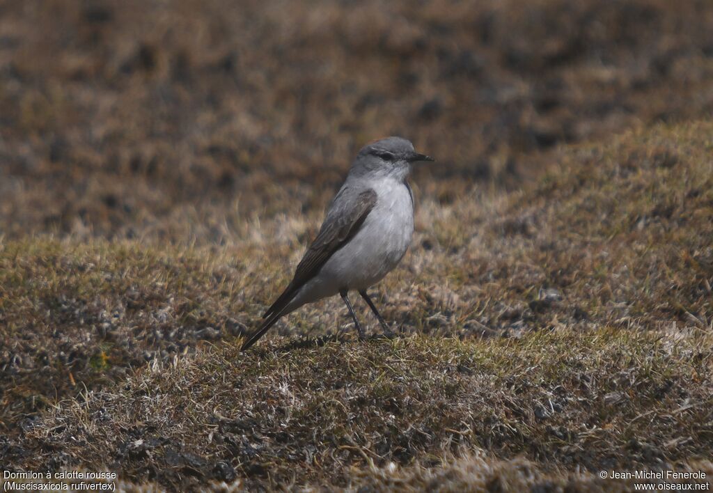 Rufous-naped Ground Tyrant