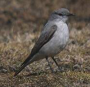 Rufous-naped Ground Tyrant