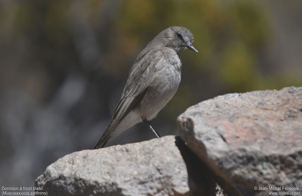 White-fronted Ground Tyrant