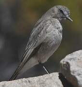 White-fronted Ground Tyrant