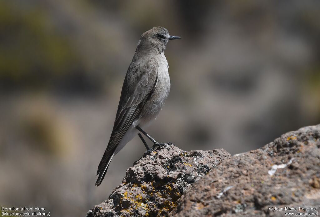 White-fronted Ground Tyrant