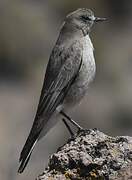 White-fronted Ground Tyrant