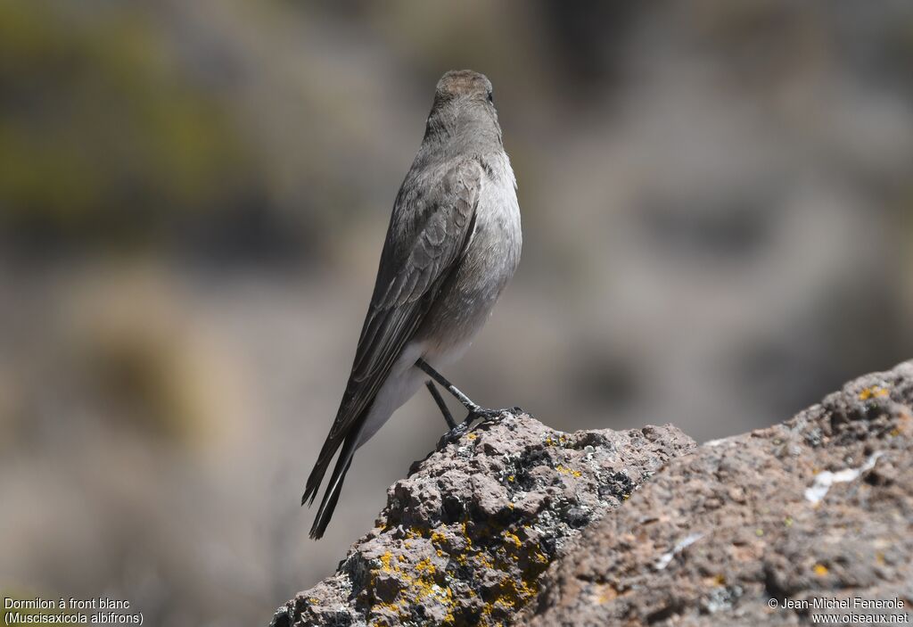 White-fronted Ground Tyrant