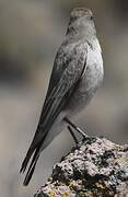 White-fronted Ground Tyrant