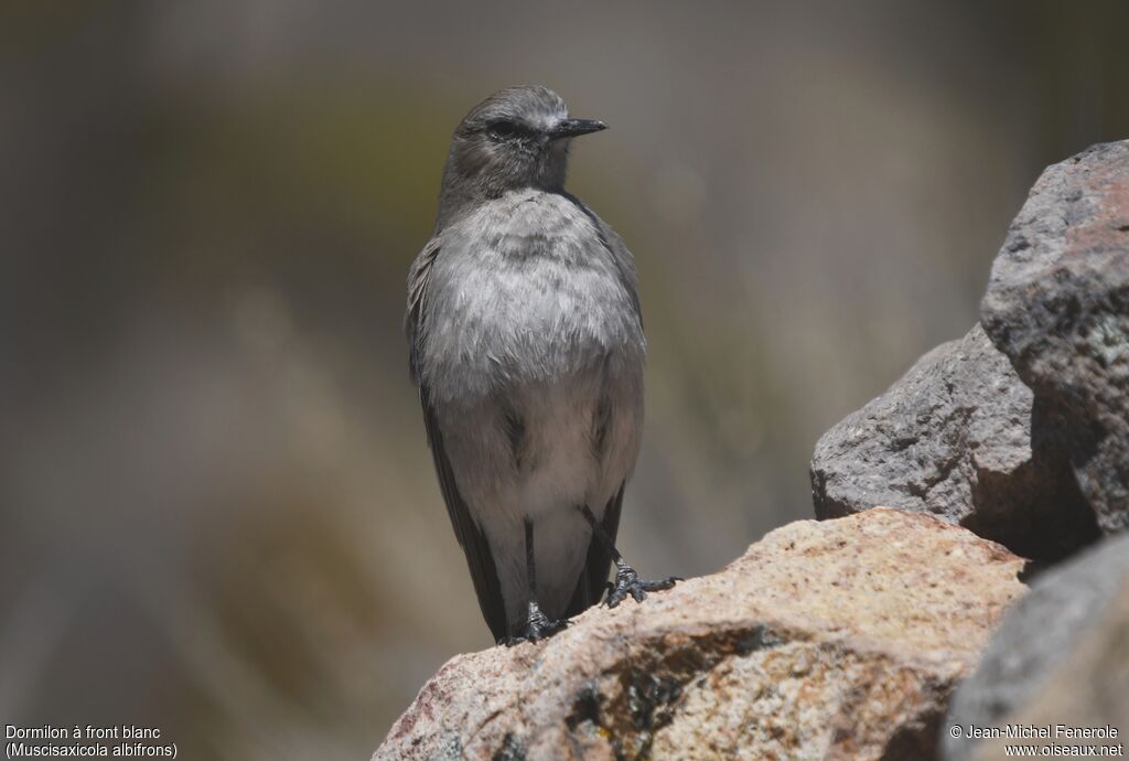 White-fronted Ground Tyrant