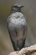 White-fronted Ground Tyrant