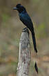 Drongo à raquettes