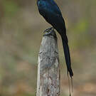Drongo à raquettes