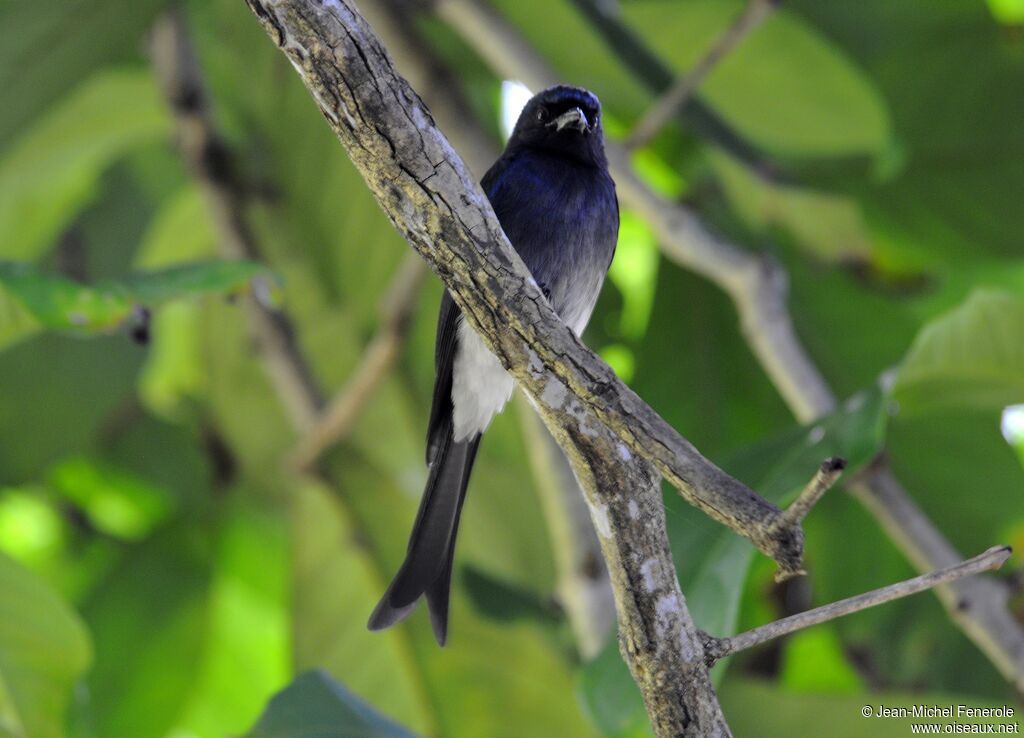 Drongo à ventre blanc