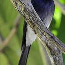 Drongo à ventre blanc