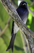 White-bellied Drongo