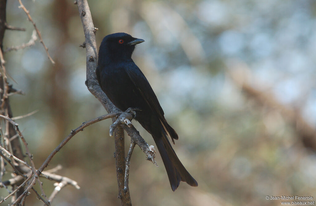 Fork-tailed Drongo