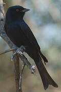 Fork-tailed Drongo