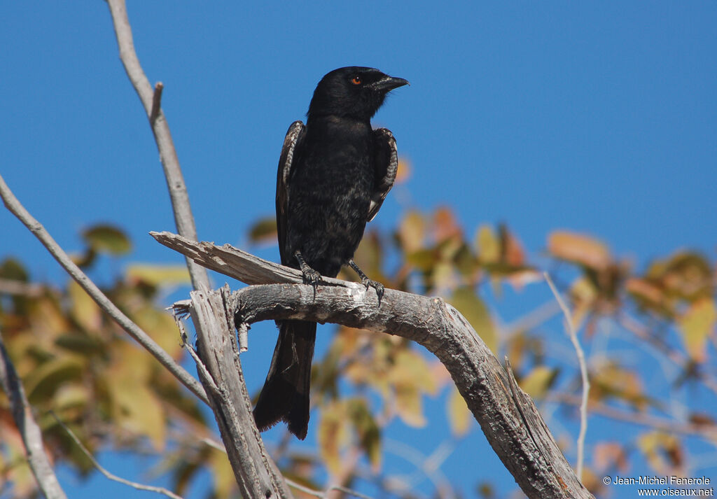 Drongo brillant, identification