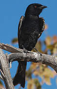 Fork-tailed Drongo